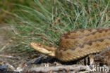 Common Viper (Vipera berus)