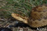 Common Viper (Vipera berus)