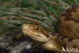 Common Viper (Vipera berus)