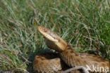 Common Viper (Vipera berus)