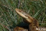 Adder (Vipera berus)