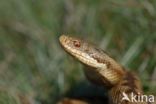 Common Viper (Vipera berus)