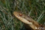 Common Viper (Vipera berus)