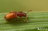 foreign grain beetle (Ahasverus advena)