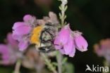 Common carder bumblebee (Bombus pascuorum)