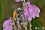 Common carder bumblebee (Bombus pascuorum)