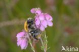 Common carder bumblebee (Bombus pascuorum)