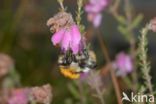 Common carder bumblebee (Bombus pascuorum)