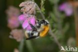 Common carder bumblebee (Bombus pascuorum)