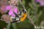 Common carder bumblebee (Bombus pascuorum)