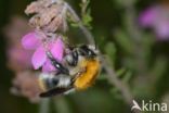 Common carder bumblebee (Bombus pascuorum)