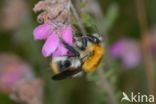 Common carder bumblebee (Bombus pascuorum)