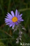 Alpine Aster (Aster alpinus)