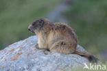 Alpine Marmot (Marmota marmota)