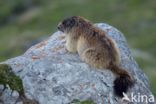 Alpine Marmot (Marmota marmota)