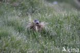 Alpine Marmot (Marmota marmota)