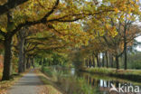 Red Oak (Quercus rubra)