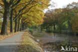 Red Oak (Quercus rubra)