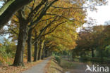 Red Oak (Quercus rubra)