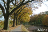 Red Oak (Quercus rubra)