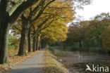 Red Oak (Quercus rubra)