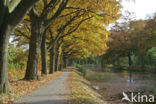 Red Oak (Quercus rubra)