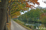 Red Oak (Quercus rubra)