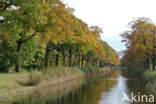 Amerikaanse eik (Quercus rubra)