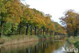 Red Oak (Quercus rubra)