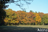 Amerikaanse eik (Quercus rubra)