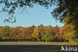 Amerikaanse eik (Quercus rubra)