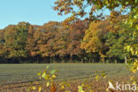 Amerikaanse eik (Quercus rubra)