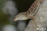 Anolis lineatus