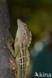 Anolis lineatus