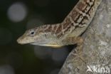 Anolis lineatus