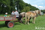 Belgian Horse (Equus spp)