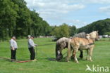 Belgian Horse (Equus spp)