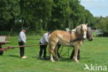 Belgian Horse (Equus spp)