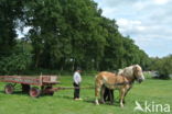 Belgian Horse (Equus spp)