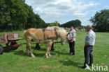 Belgian Horse (Equus spp)