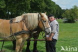 Belgian Horse (Equus spp)