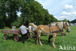 Belgian Horse (Equus spp)