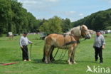 Belgian Horse (Equus spp)