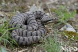 Aspisadder (Vipera aspis)