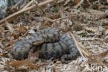 Aspisadder (Vipera aspis)