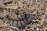 Aspisadder (Vipera aspis)