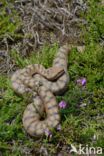 Aspisadder (Vipera aspis)