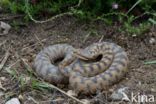 Aspisadder (Vipera aspis)