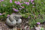 Aspisadder (Vipera aspis)