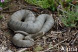 Aspisadder (Vipera aspis)